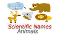 Scientific Names – Animals – Domestic and Wild