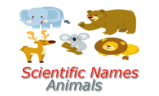 Scientific Names Animals Domestic And Wild Appzok