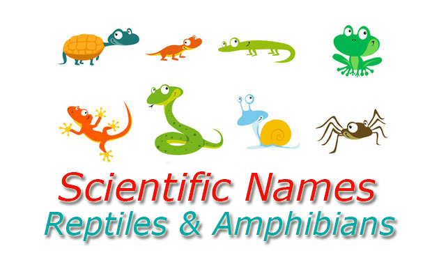 Scientific names reptiles and amphibians