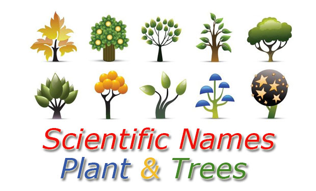 common names of trees